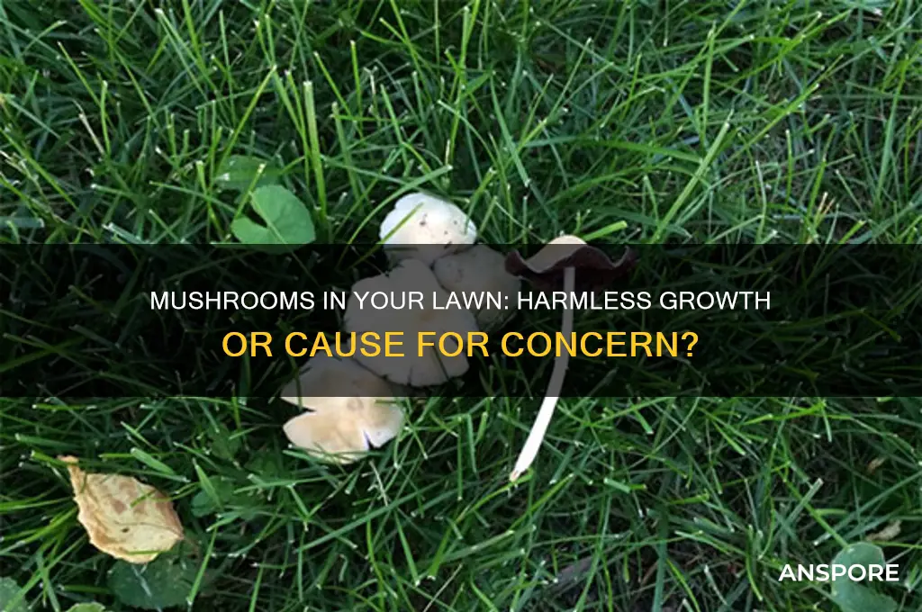 are mushrooms a bad sign in your lawn