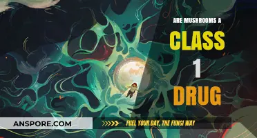 Are Mushrooms a Class 1 Drug? Debunking Myths and Facts