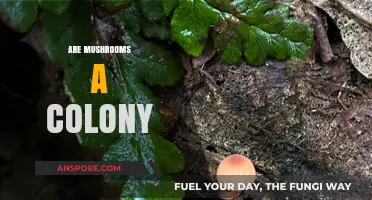 Mushrooms: A Colony of Fungi or Single Organism?