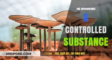 Mushrooms: Legal or Illegal?