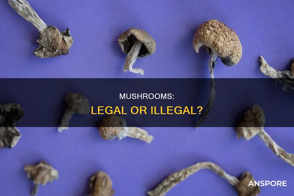 are mushrooms a controlled substance