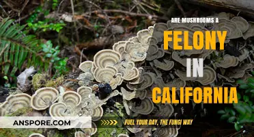 Are Mushrooms a Felony in California? Legal Insights Explained
