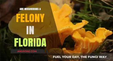 Are Mushrooms a Felony in Florida? Legal Insights Explained