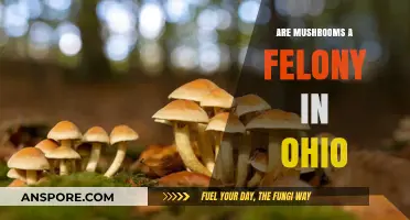 Ohio's Mushroom Laws: Felony or Misdemeanor? What You Need to Know