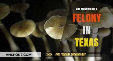 Are Mushrooms a Felony in Texas? Legal Insights Explained