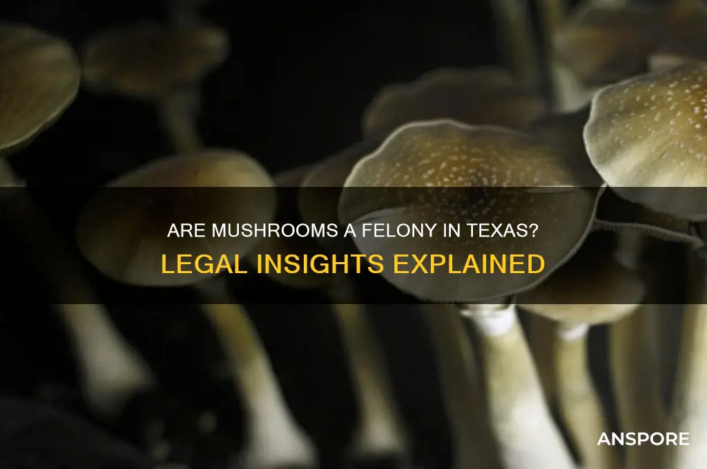 are mushrooms a felony in texas