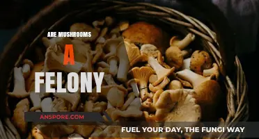 Mushrooms: Understanding the Legal Status and Complexities