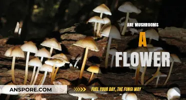 Mushrooms: Flowers or Fungi?