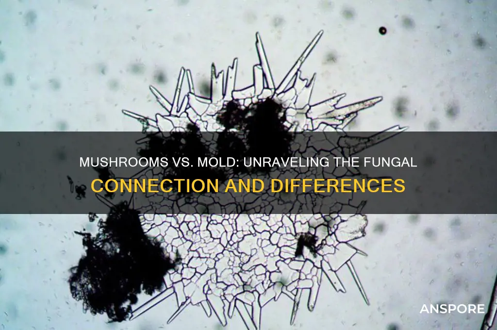 are mushrooms a form of mold