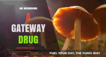 Mushrooms: A Slippery Slope or Safe Experimentation?