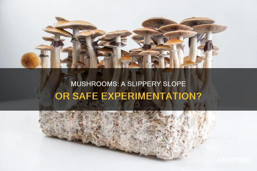 are mushrooms a gateway drug