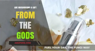 Mushrooms: Divine Gifts or Earthly Delights? Exploring Their Mystical Allure