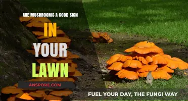 Mushrooms in Your Lawn: A Healthy Sign or Cause for Concern?