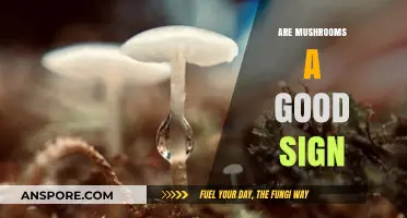 Mushrooms as Indicators: Are They a Positive Sign in Nature?