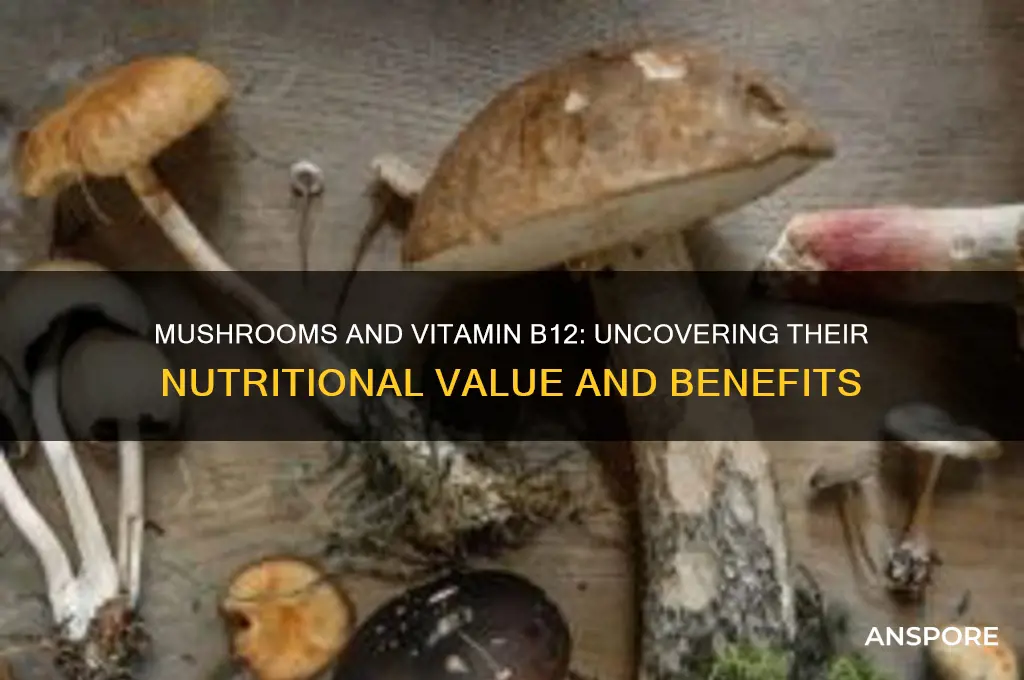 are mushrooms a good source of b12
