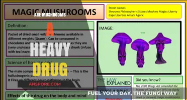 Mushrooms: Are They a Dangerous Drug?