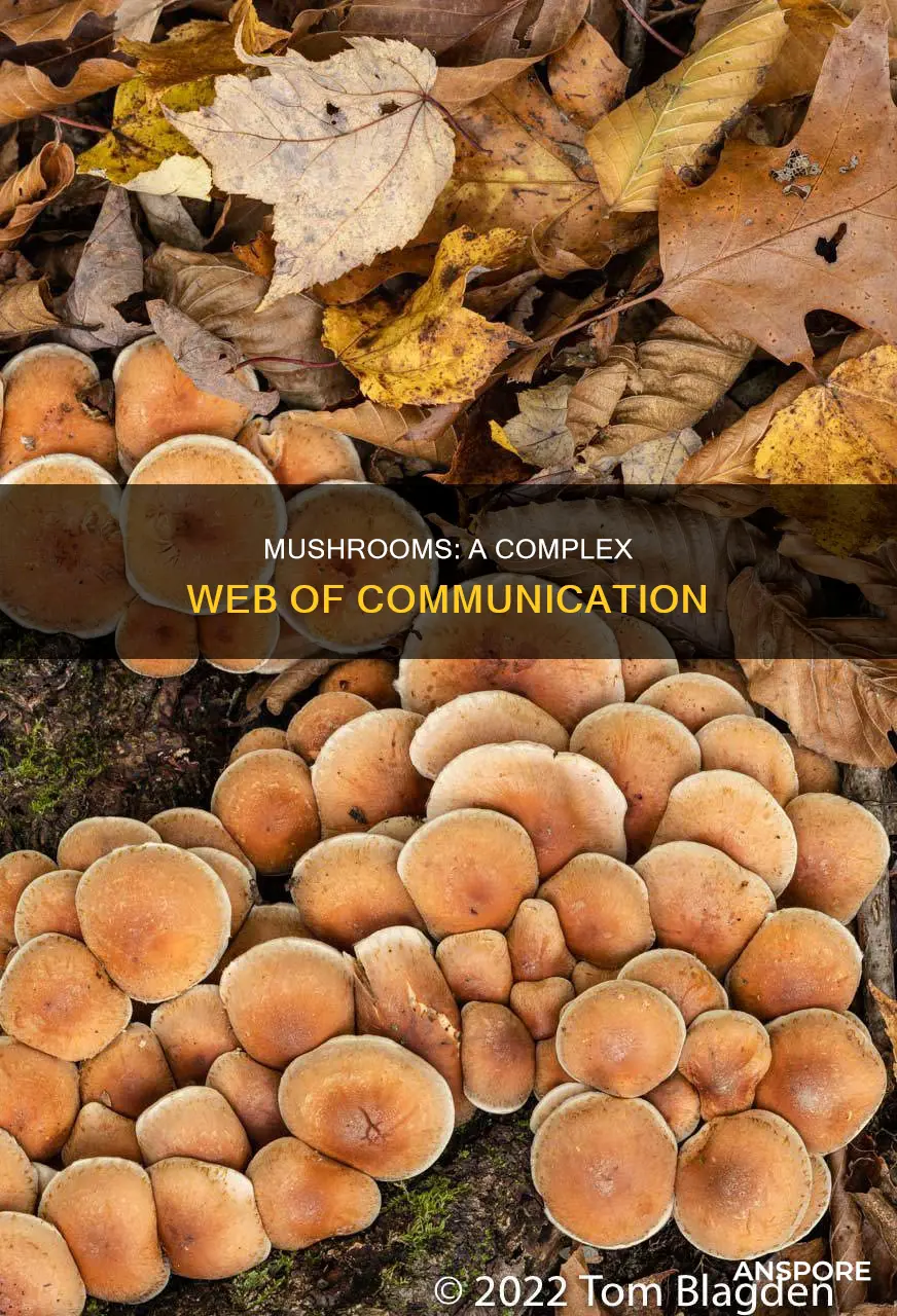 are mushrooms a hive mind