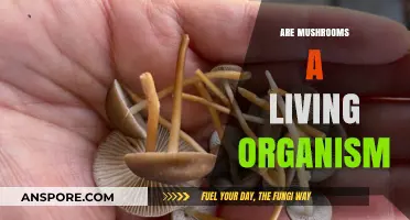 Mushrooms: Living Organisms or Not?
