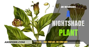 Mushrooms: Nightshade Family Mystery Solved