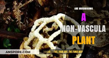 Are Mushrooms Non-Vascular Plants? Unraveling Their Unique Classification