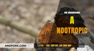 Mushrooms: The Natural Nootropic Brain Booster?