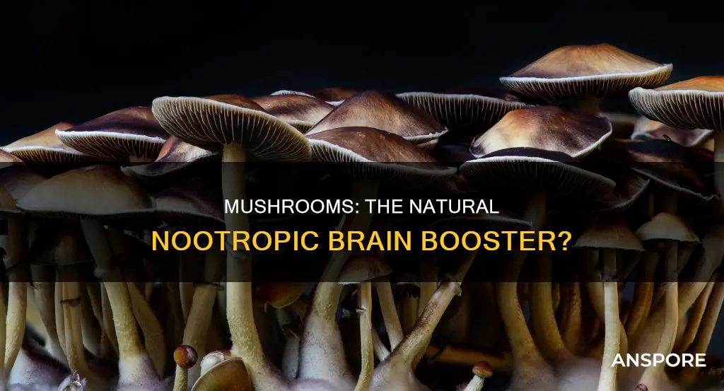 are mushrooms a nootropic