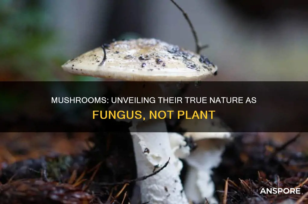 are mushrooms a plant or a fungus