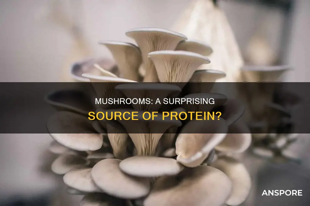 are mushrooms a protein source