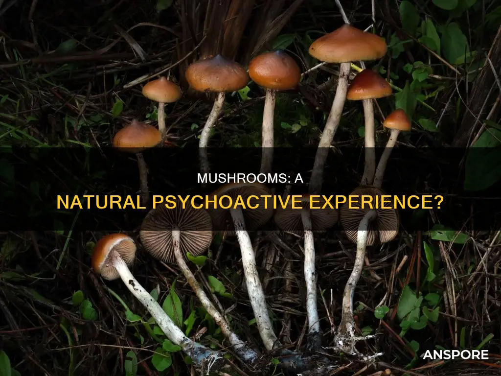 are mushrooms a psychoactive drug