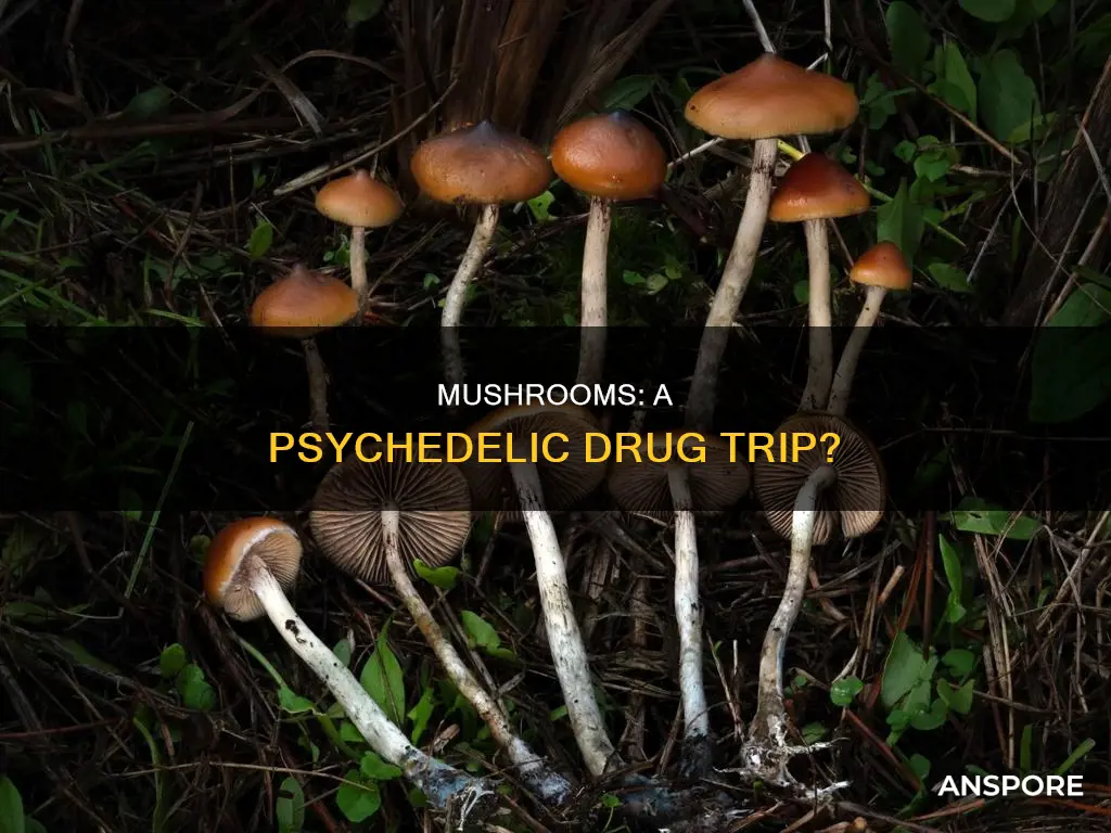 are mushrooms a psycoactive drug