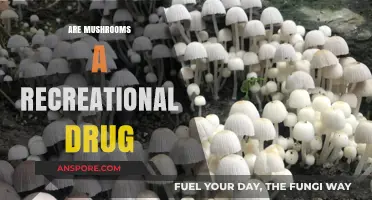 Mushrooms: A Fun Trip or a Dangerous Ride?