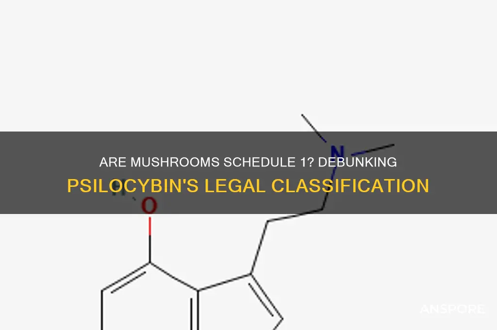 are mushrooms a schedule 1 drug