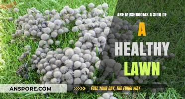 Mushrooms in Your Lawn: Indicator of Soil Health or Concern?