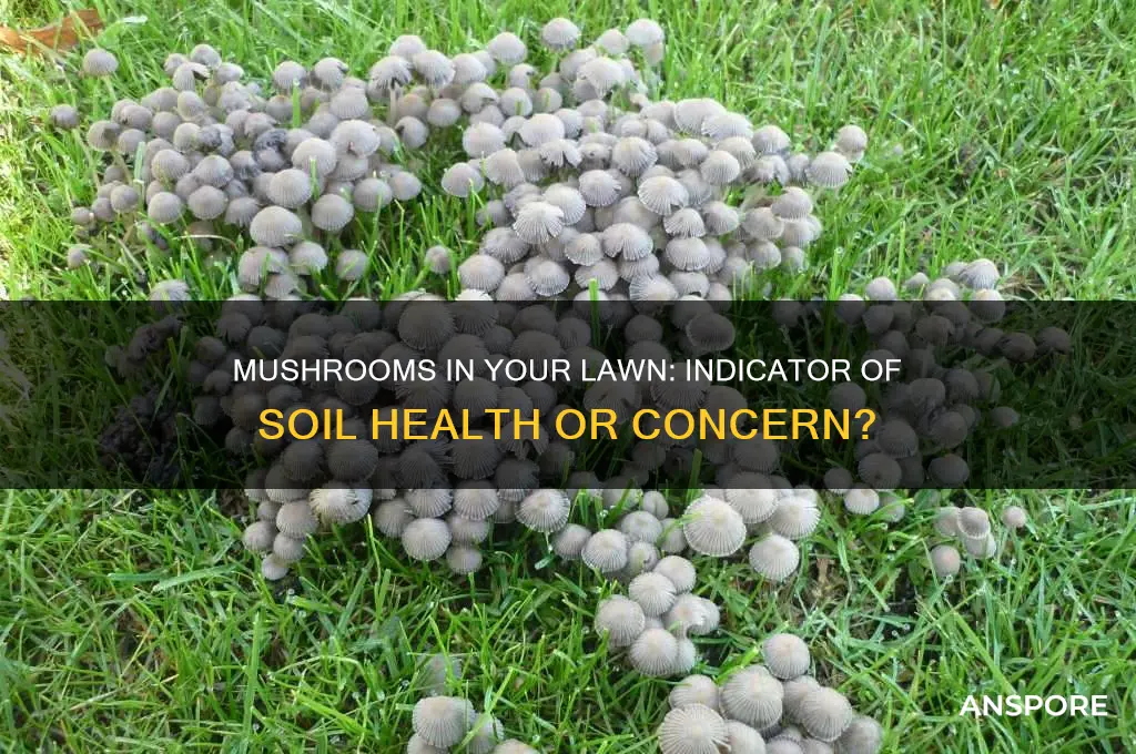 are mushrooms a sign of a healthy lawn
