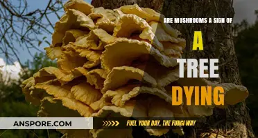 Mushrooms on Trees: A Sign of Decay or Natural Process?