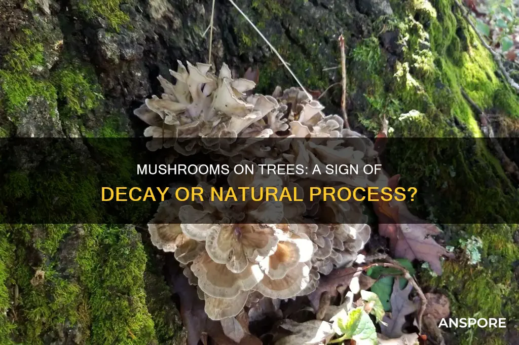 are mushrooms a sign of a tree dying