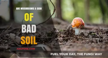 Mushrooms in Your Garden: Indicator of Poor Soil Health?
