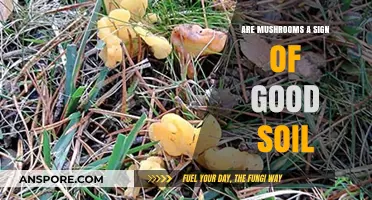 Mushrooms and Soil Health: Indicators of a Thriving Garden Ecosystem