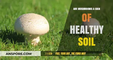Mushrooms and Soil Health: Uncovering the Connection Beneath Your Feet