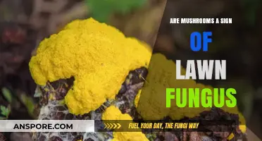 Mushrooms in Your Lawn: Fungus Indicators or Harmless Growth?