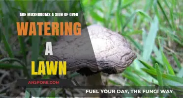 Mushrooms in Your Lawn: Overwatering Culprit or Natural Occurrence?