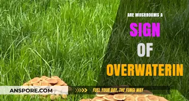 Mushrooms in Your Garden: Overwatering Warning or Natural Occurrence?