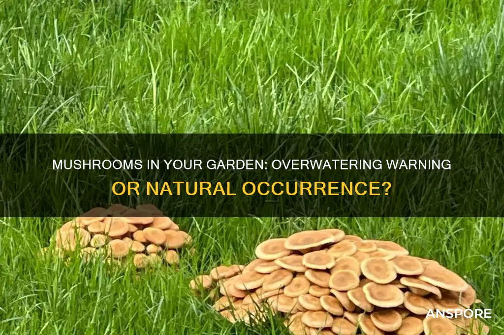 are mushrooms a sign of overwatering