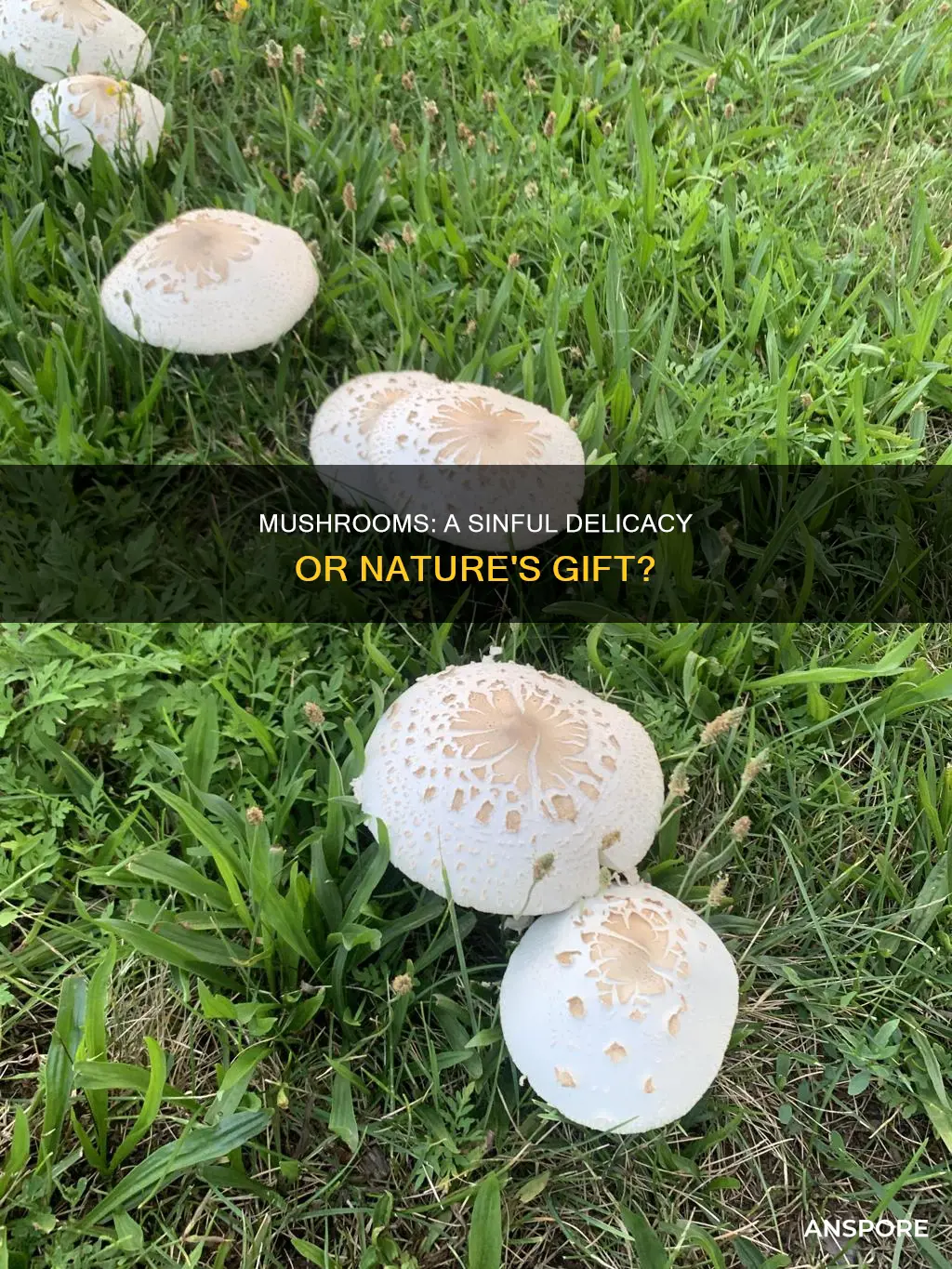 are mushrooms a sin