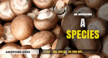 Mushrooms: A Diverse Kingdom of Fungi Species