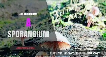 Mushrooms: Nature's Sporangia and Their Secrets