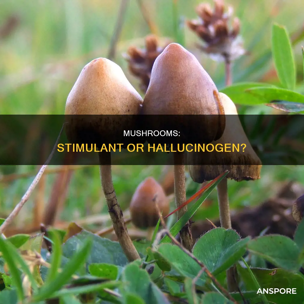 are mushrooms a stimulant drug