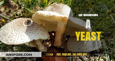 Yeast and Mushrooms: What's the Difference?