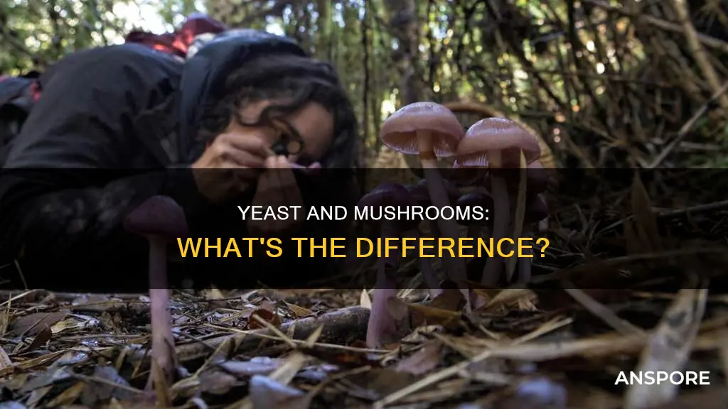 are mushrooms a yeast