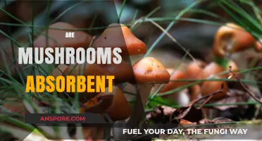 Mushrooms: Absorbent Delicacies or Not?